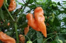 Habanada Pepper Capsicum chinense seeds for planting